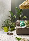 Courtyard colour