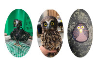 Rurus rock: Make bird of the year an owl-eganza