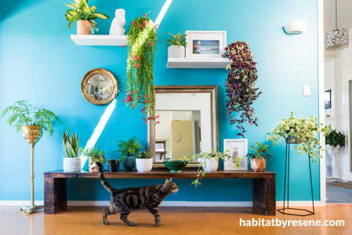 Dining room, blue dining room, blue feature wall, bright interior, plant wall, resene seeker